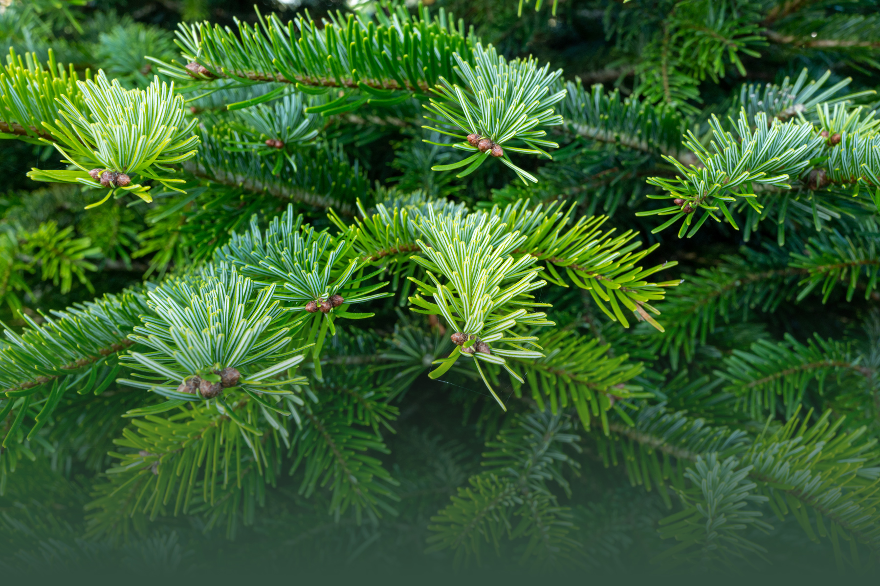 Pure Nature Trees Benelux Duurzame Nordmann kerstbomen